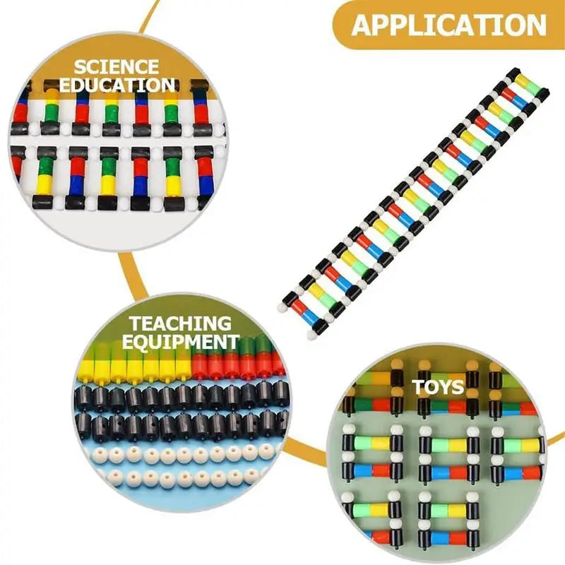 DNA Double Helix Model Kit for Kids – view 5