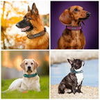 Personalized Leather Dog Collar – view 5