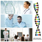 DNA Double Helix Model Kit for Kids – view 4
