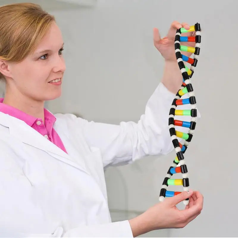 DNA Double Helix Model Kit for Kids – view 2