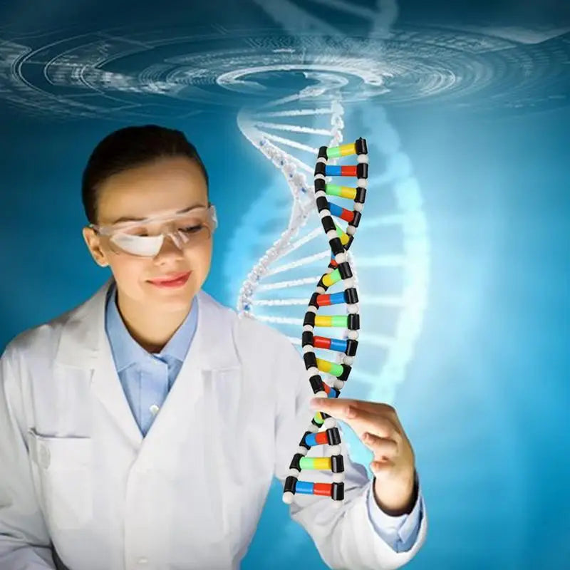 DNA Double Helix Model Kit for Kids