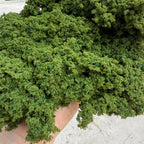 Miniature Bush Foliage Sponge for Dioramas – view 7